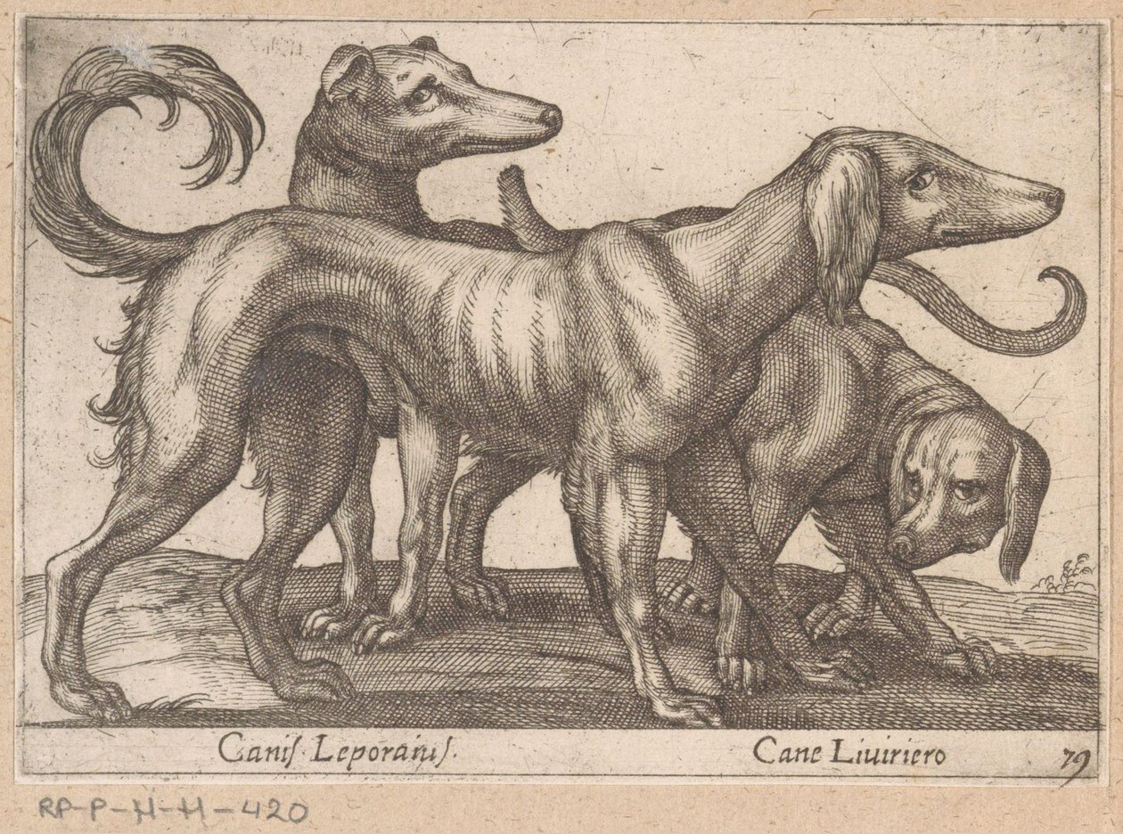 Drei Hunde von Antonio Tempesta
