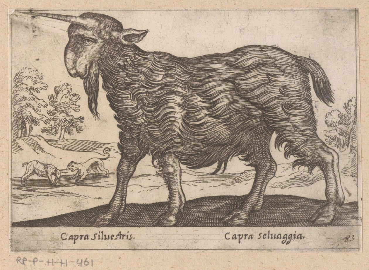 Geit mit einem Horn (Dieren en fabelwezens, Nova raccolta de li animali piu curiosi del mondo) von Antonio Tempesta