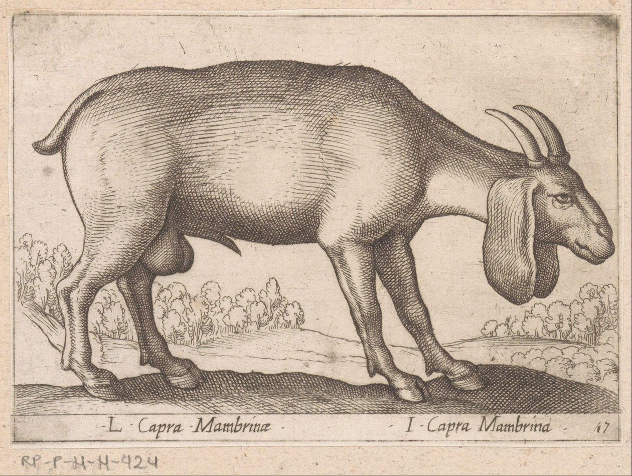 Mambrina Ziege von Antonio Tempesta