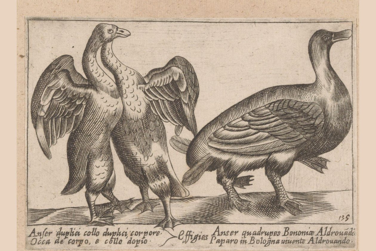 Missgestaltete Gänse von Antonio Tempesta