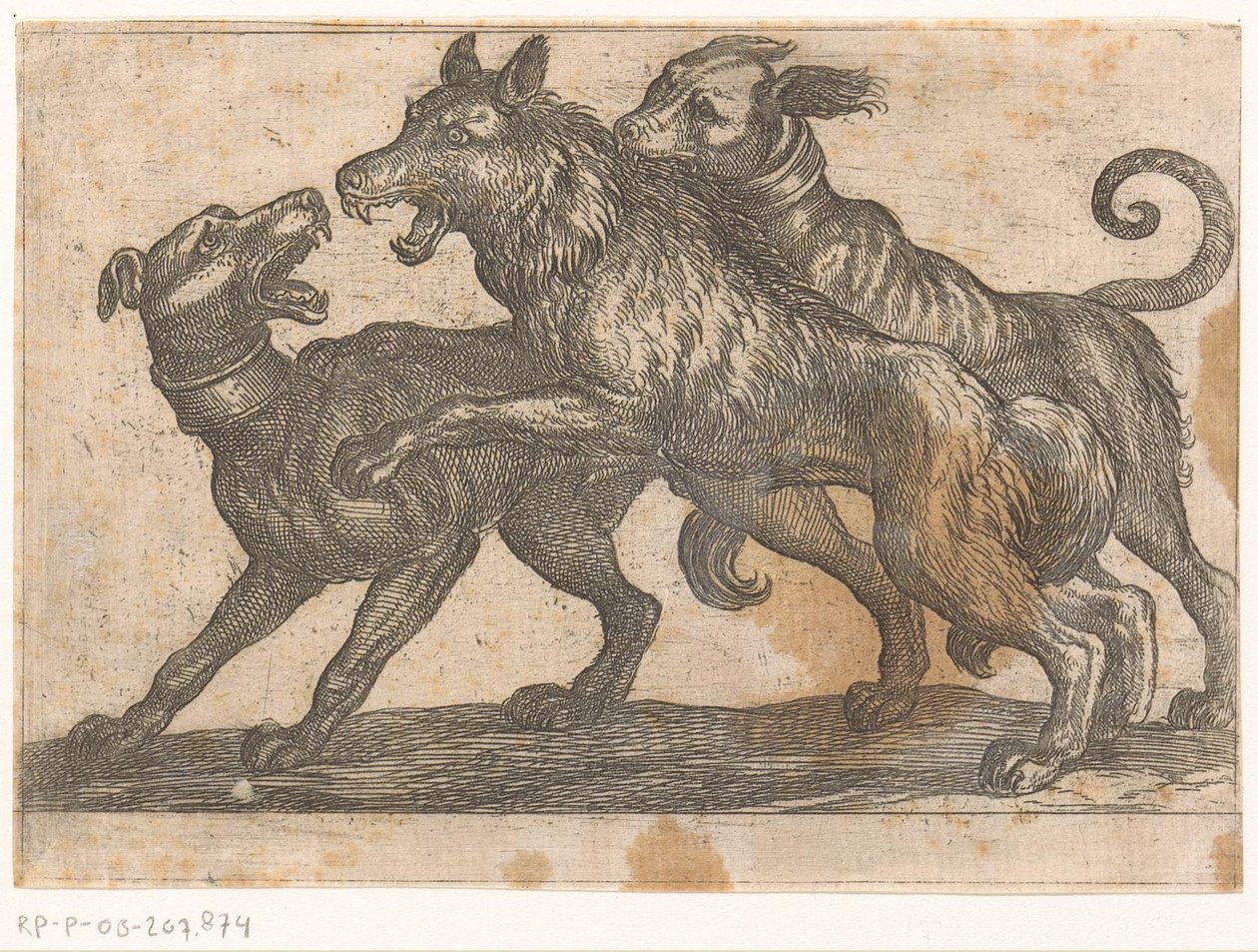 Zwei Hunde im Kampf mit einem Wolf von Antonio Tempesta