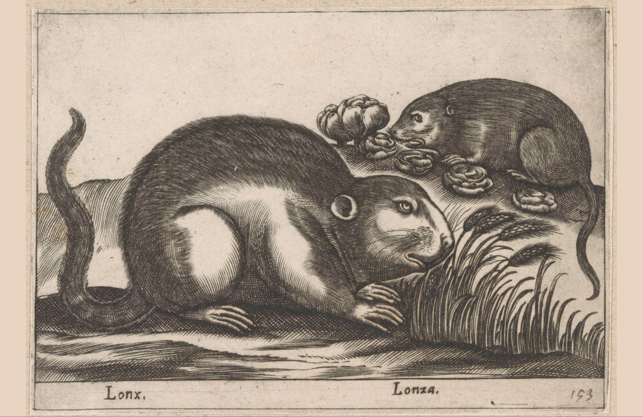 Zwei Bisamratten Lonx/ Lonza (Titel auf Objekt) Tiere und Fabelwesen (Serientitel) Nova raccolta de li animali piu curiosi del mondo (Serientitel) von Antonio Tempesta