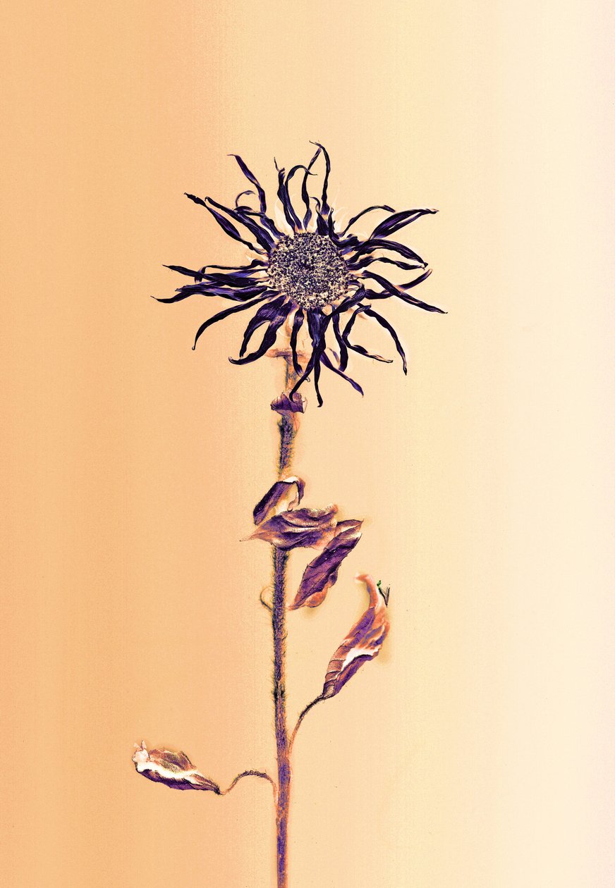 Alte Blume - Aprikose von Antonius Antonius