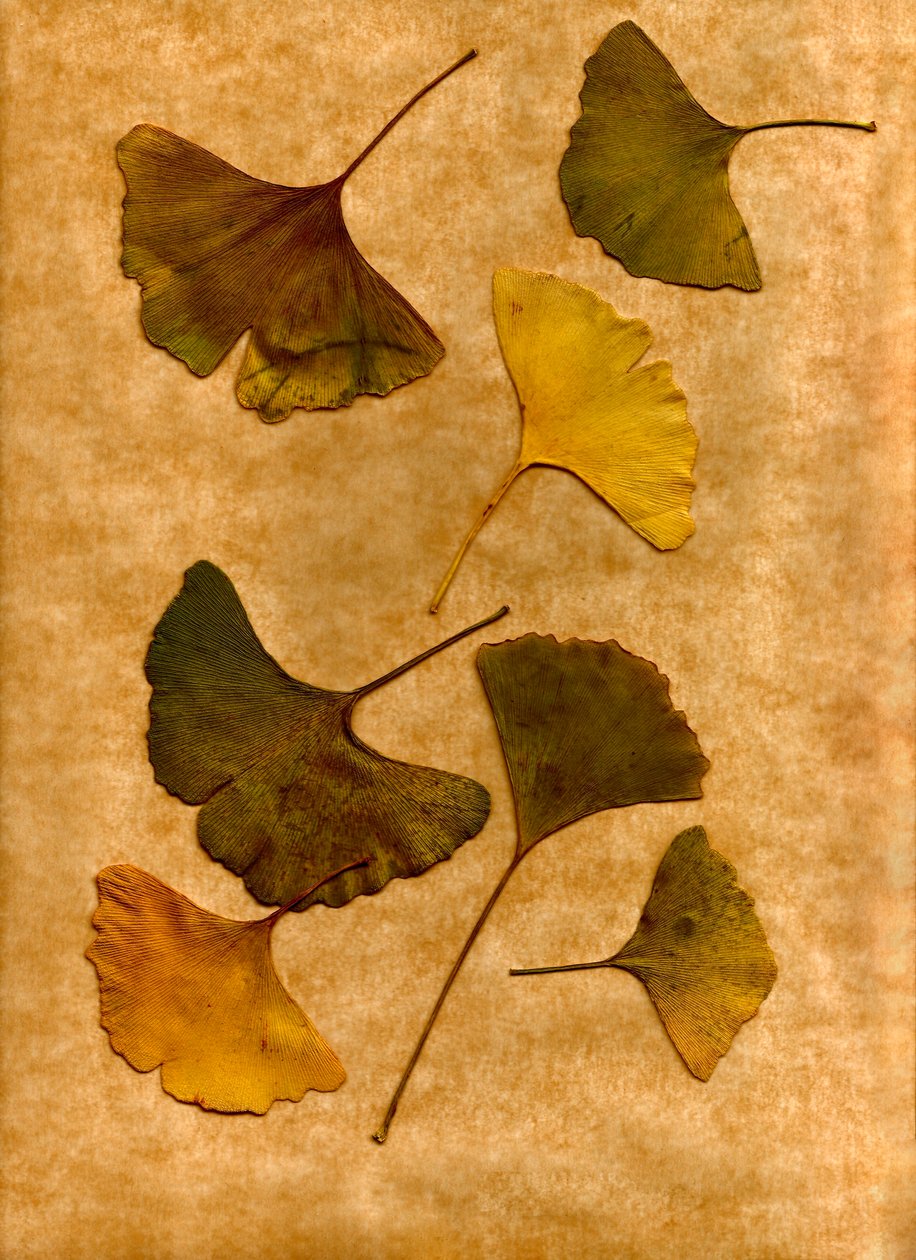 Ginkgo 2 von Antonius Antonius