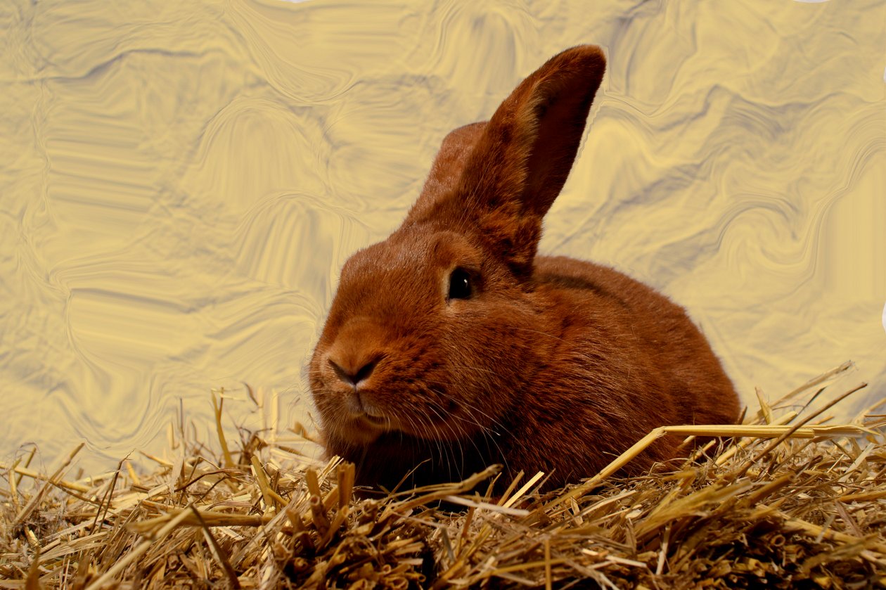 Hase von Antonius Antonius