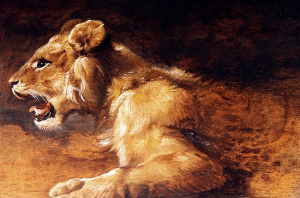 Studie eines jungen Löwen, ca. 1640 von Antwerp School
