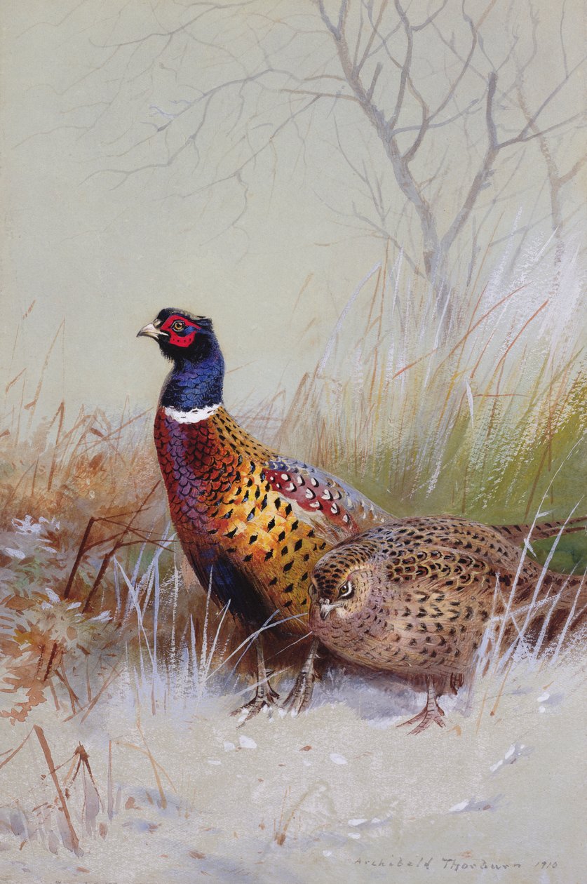 Chinesische Ringfasanen im Schnee, 1910 von Archibald Thorburn