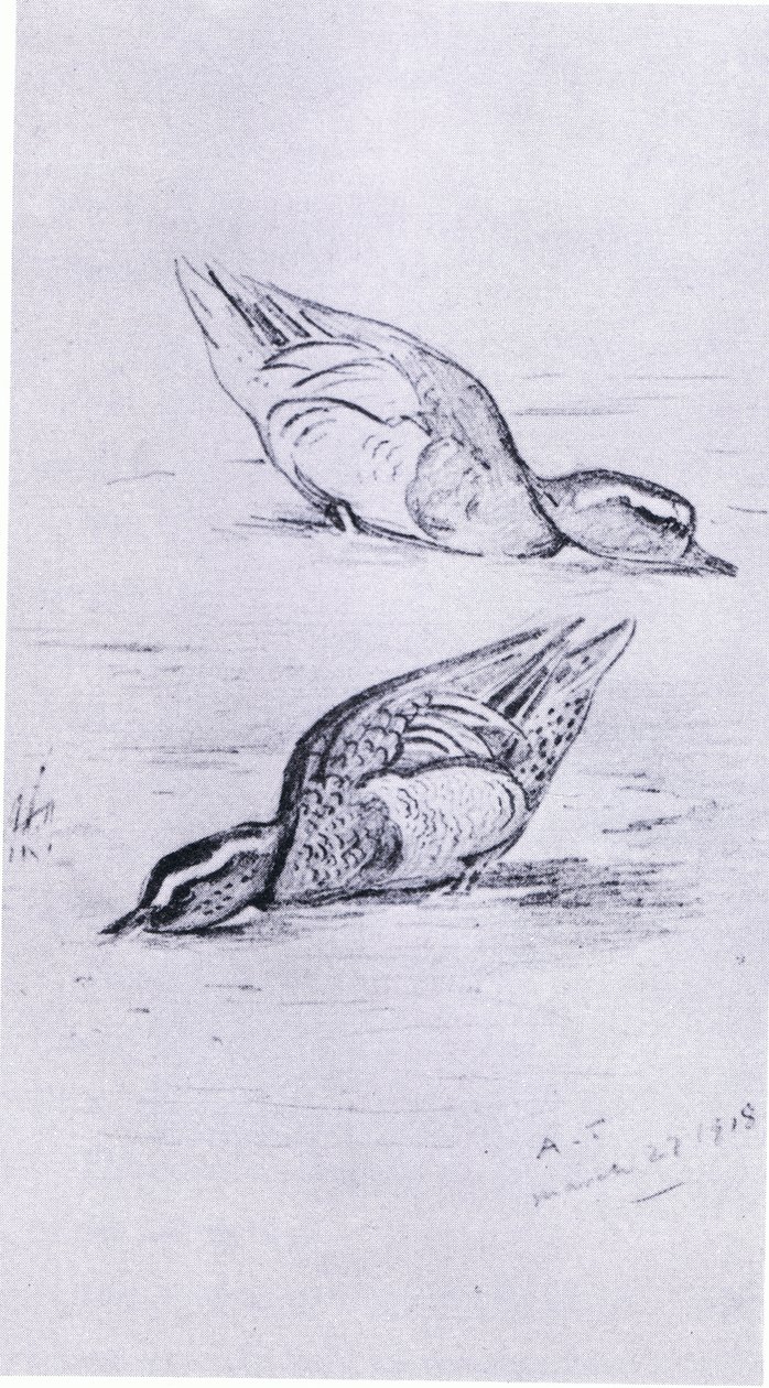 Knäkente beim Fressen, veröffentlicht von Book Club Associates, 1972 von Archibald Thorburn