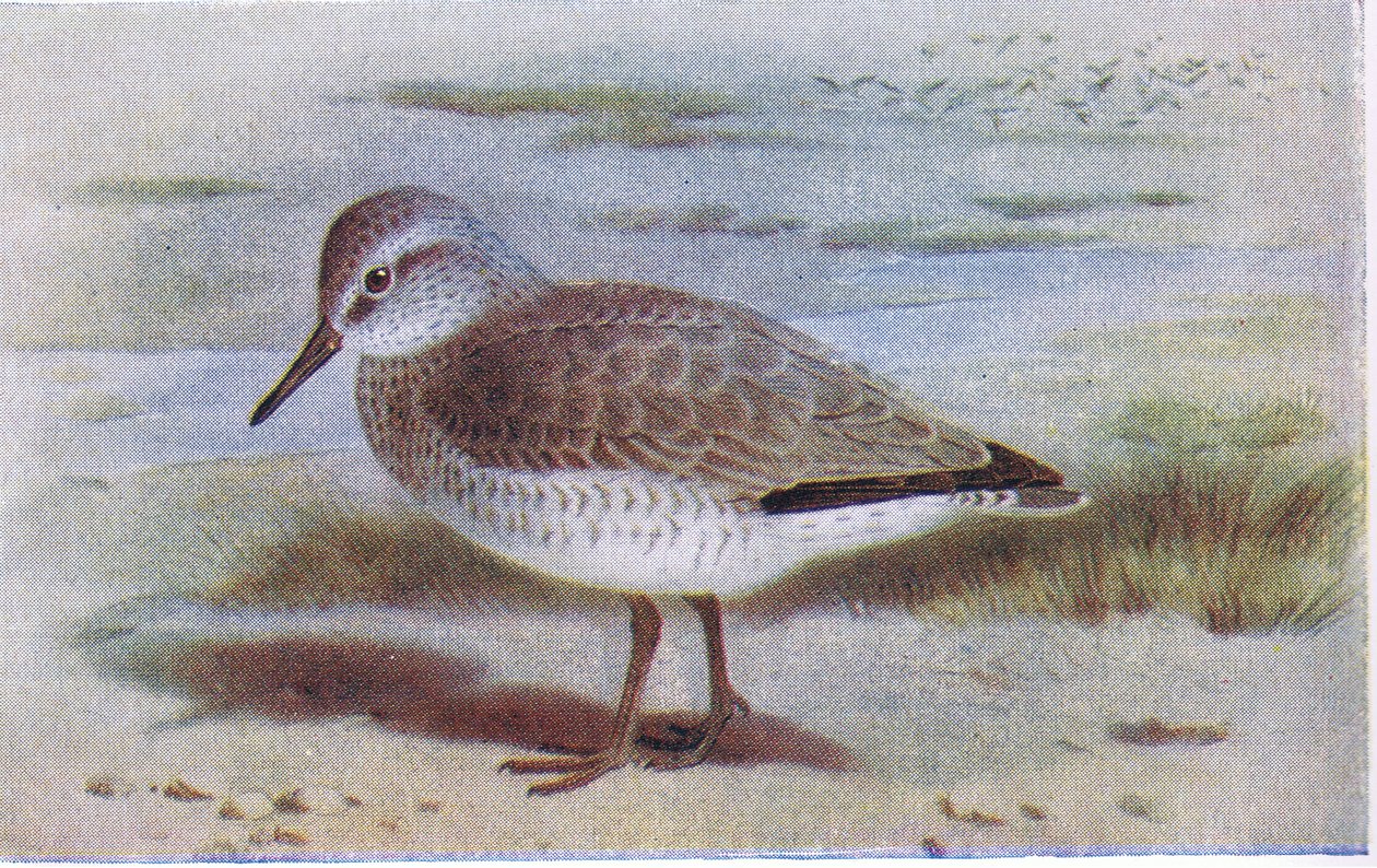 Knutt, aus Birds of the British Isles and Their Eggs veröffentlicht von Frederick Warne & Co Ltd, 1958 von Archibald Thorburn