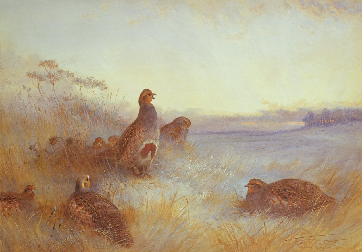 Rebhühner am frühen Morgen, 1910 von Archibald Thorburn