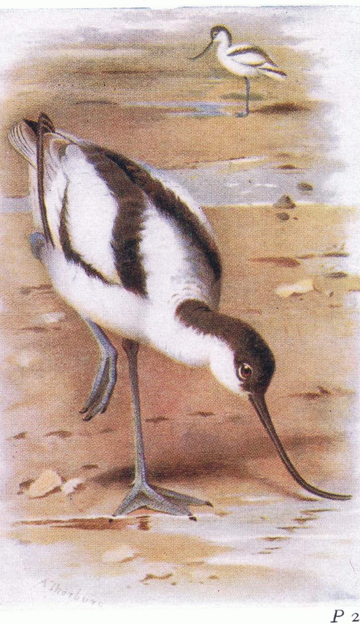 Säbelschnäbler, aus Vögel der Britischen Inseln und ihre Eier veröffentlicht von Frederick Warne & Co Ltd, 1958 von Archibald Thorburn