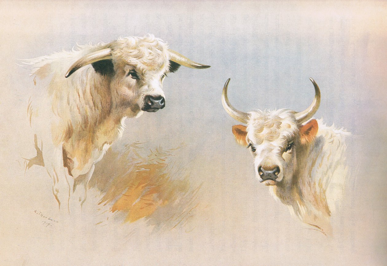Chartley-Bulle und Chillingham-Bulle, aus Thorburns Säugetiere, veröffentlicht von Longmans and Co, um 1920 von Archibald Thorburn