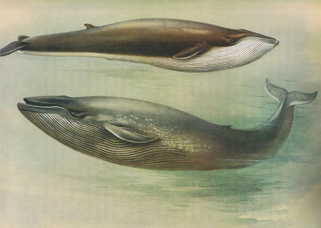 Gemeiner Finnwal, Sibbalds Finnwal oder Blauwal, aus Thorburns Säugetiere, veröffentlicht von Longmans und Co, ca. 1920 von Archibald Thorburn