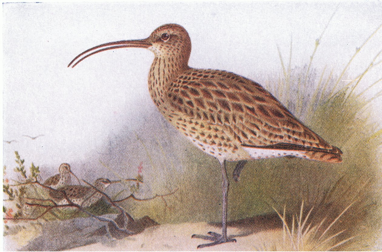 Großer Brachvogel, aus Vögel der Britischen Inseln und ihre Eier, veröffentlicht von Frederick Warne & Co Ltd, 1958 von Archibald Thorburn