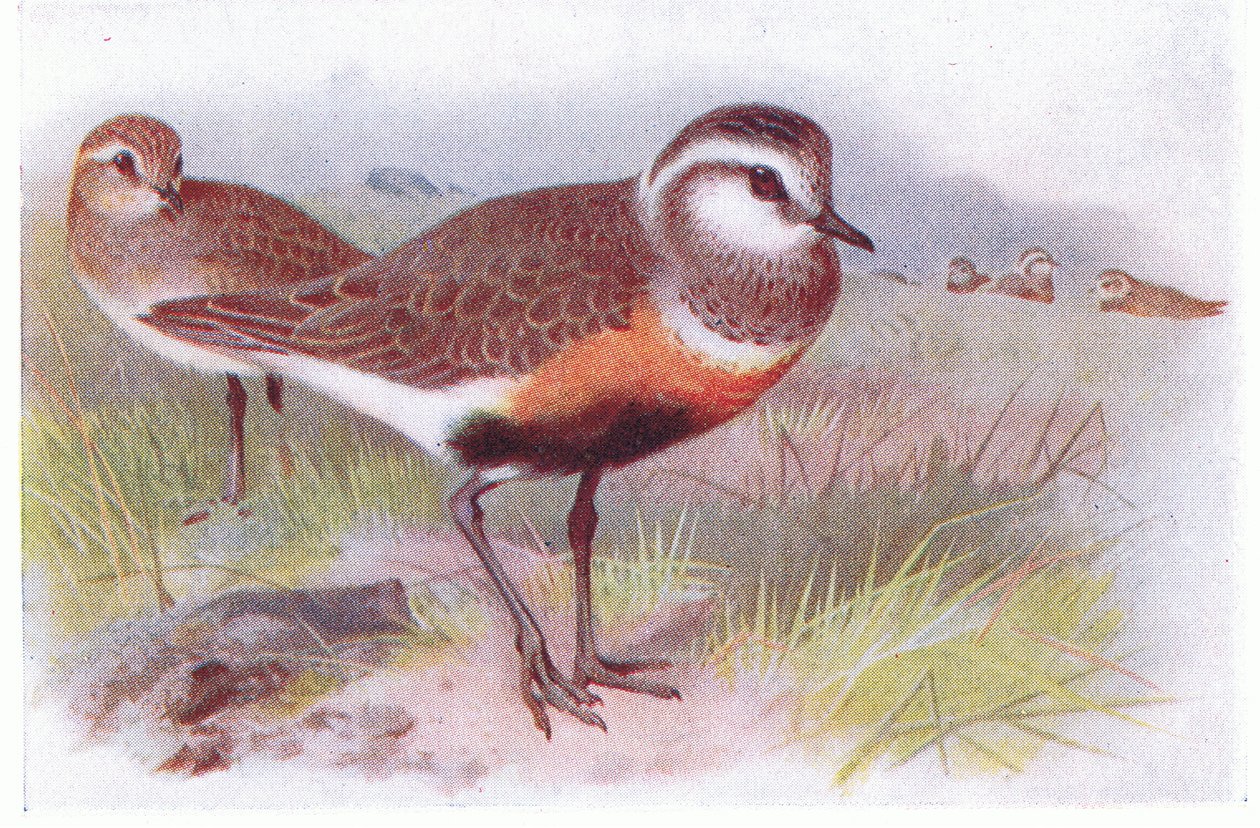 Mornellregenpfeifer, aus Vögel der Britischen Inseln und ihre Eier, veröffentlicht von Frederick Warne & Co Ltd, 1958 von Archibald Thorburn