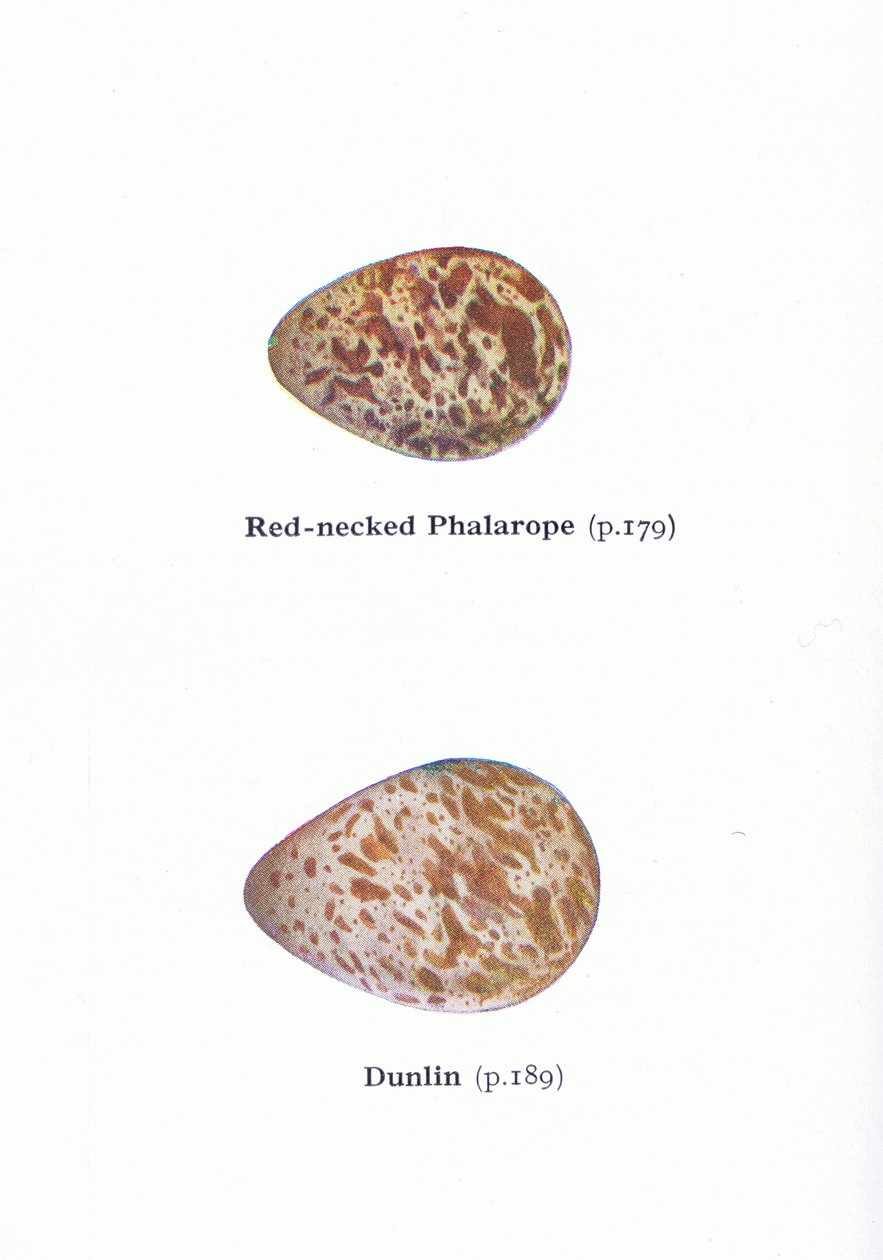 Eier: Odinshühnchen und Alpenstrandläufer, aus Vögel der Britischen Inseln und ihre Eier, veröffentlicht von Frederick Warne & Co Ltd, 1958 von Archibald Thorburn