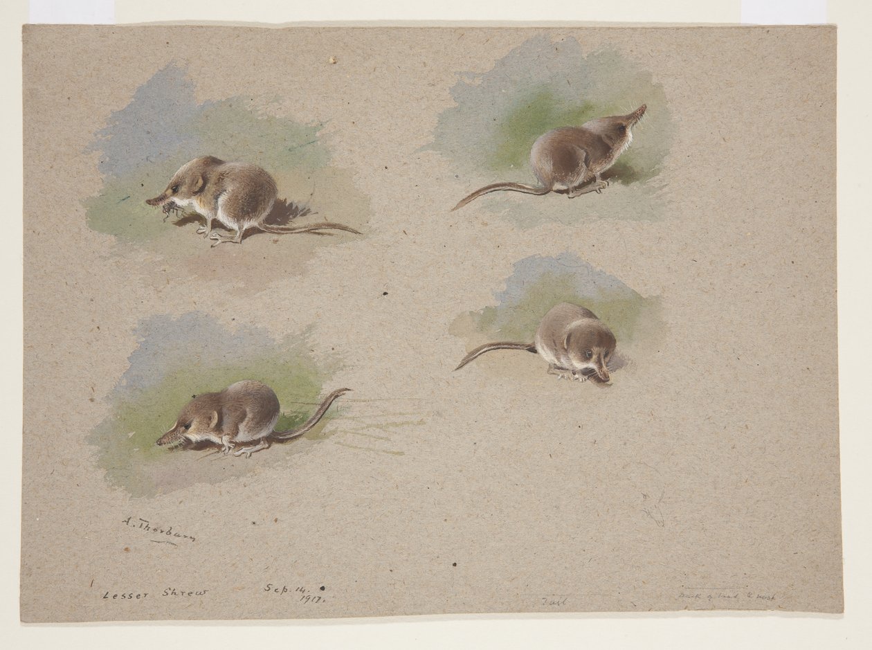 Vier Vignetten der Zwergspitzmaus, ca. 1915 von Archibald Thorburn