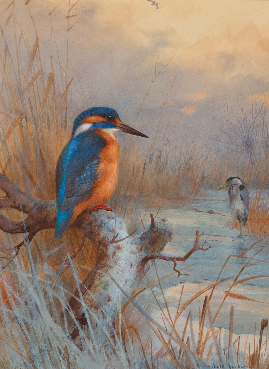 Ausgefroren - Fischer: Eisvogel und Reiher in einer Winterlandschaft von Archibald Thorburn