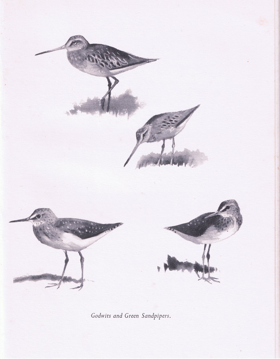 Uferschnepfen und Grünschenkel von Archibald Thorburn