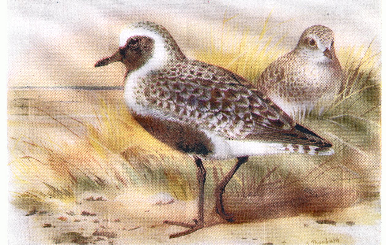 Goldregenpfeifer, aus Vögel der Britischen Inseln und ihre Eier veröffentlicht von Frederick Warne & Co Ltd, 1958 von Archibald Thorburn