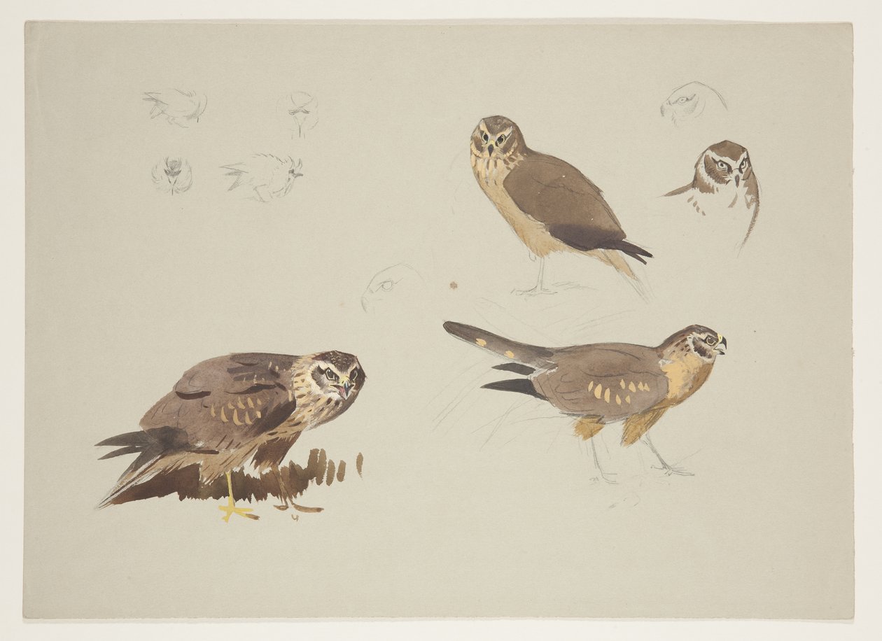 Weihe und Kampfläufer, ca. 1915 von Archibald Thorburn