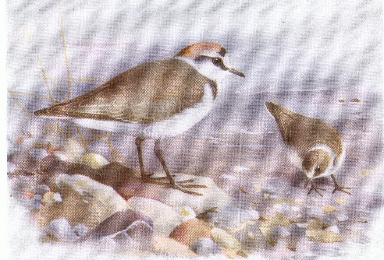 Seeregenpfeifer, aus Vögel der Britischen Inseln und ihre Eier veröffentlicht von Frederick Warne & Co Ltd, 1958 von Archibald Thorburn