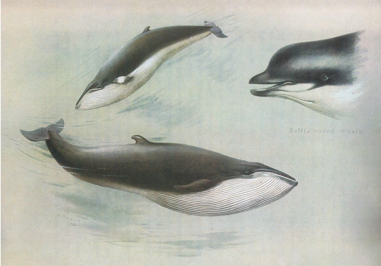 Kleiner Finnwal und Rudolphs Finnwal, aus Thorburns Säugetiere, veröffentlicht von Longmans und Co, ca. 1920 von Archibald Thorburn