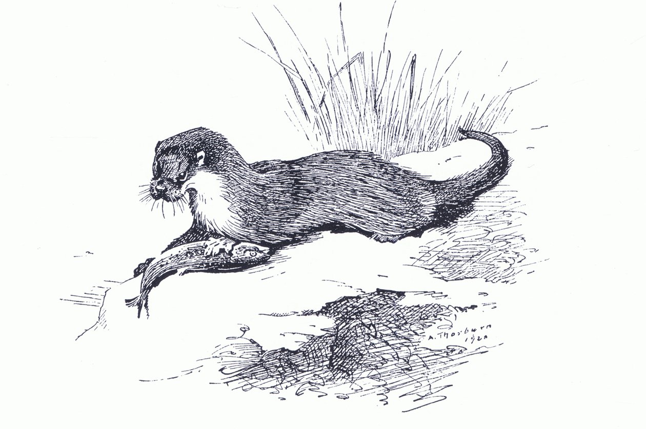 Otter mit Fisch, aus Thorburns Säugetiere veröffentlicht von Longmans and Co, ca. 1920 von Archibald Thorburn