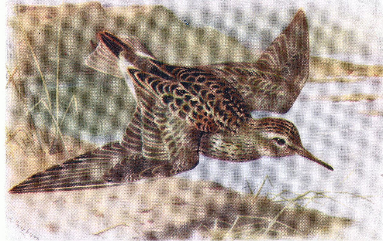 Spießstrandläufer, aus Vögel der Britischen Inseln und ihre Eier, veröffentlicht von Frederick Warne & Co Ltd, 1958 von Archibald Thorburn