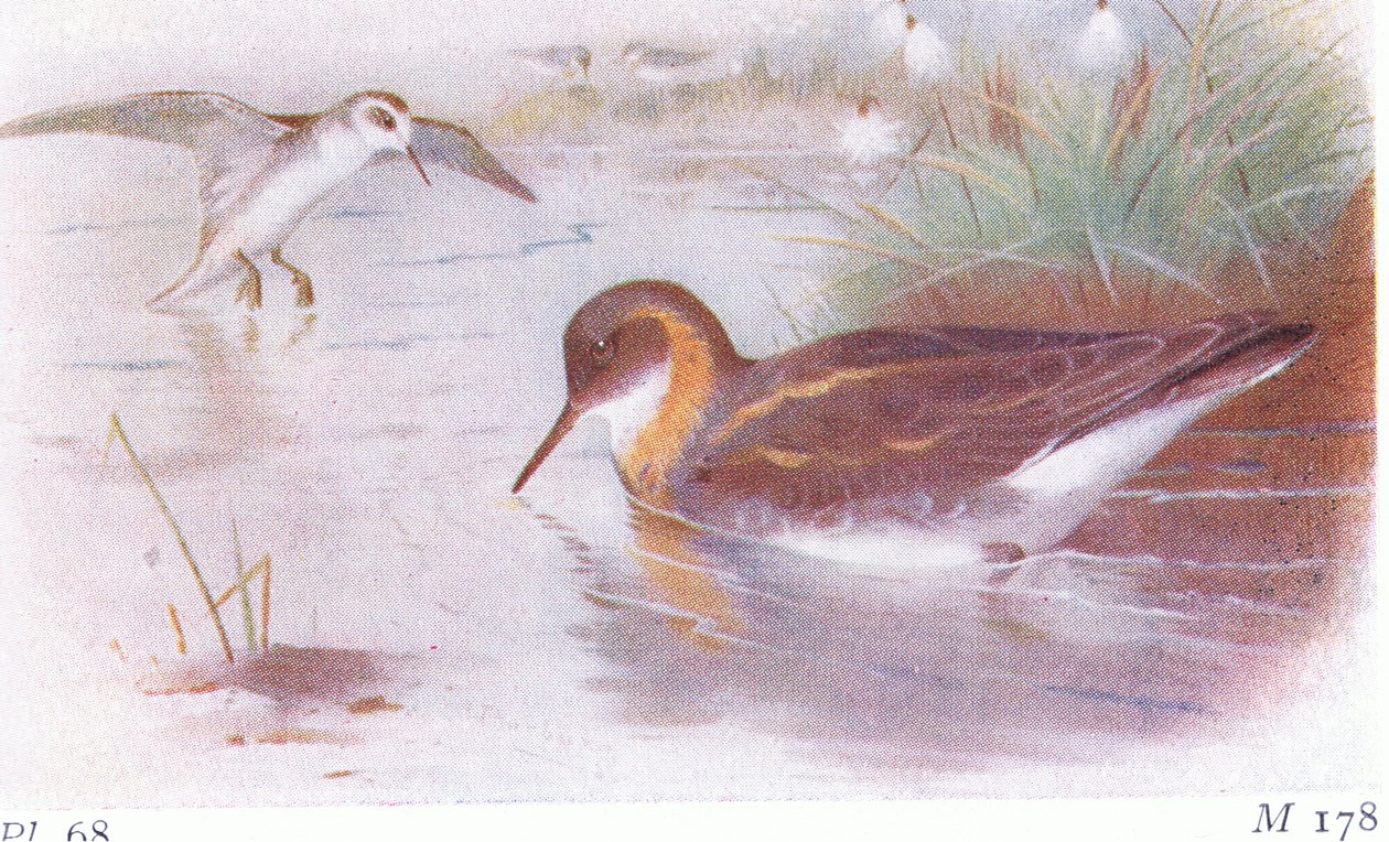 Odinshühnchen (Sommer und Herbst), aus Vögel der Britischen Inseln und ihre Eier, veröffentlicht von Frederick Warne & Co Ltd, 1958 von Archibald Thorburn