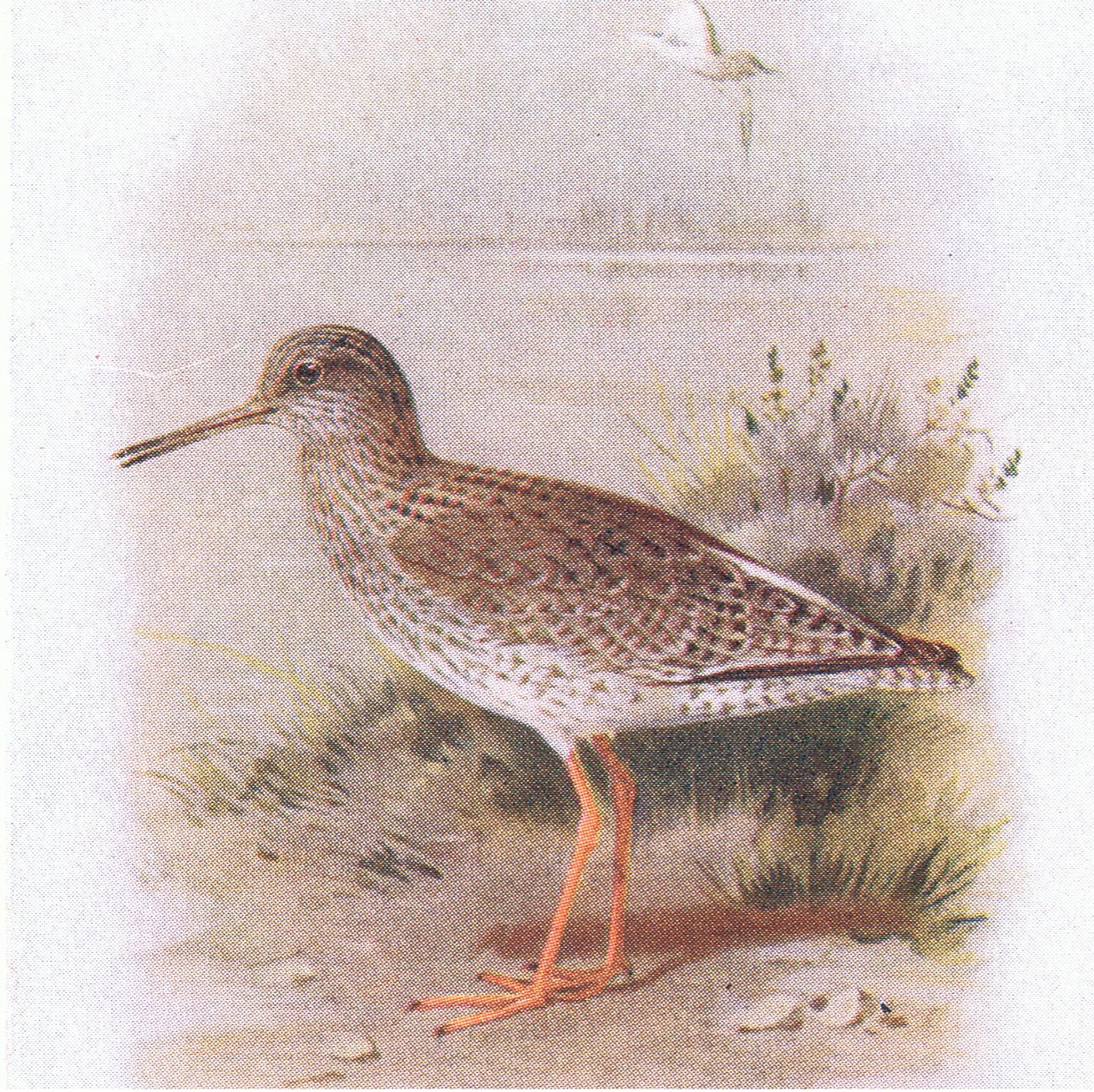 Rotschenkel, aus Vögel der Britischen Inseln und ihre Eier veröffentlicht von Frederick Warne & Co Ltd, 1958 von Archibald Thorburn
