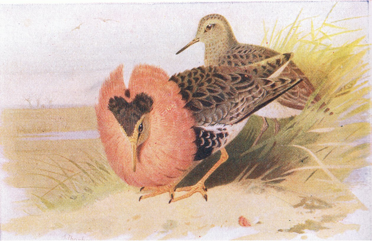 Kampfläufer und Rotschenkel, aus Vögel der Britischen Inseln und ihre Eier, veröffentlicht von Frederick Warne & Co Ltd, 1958 von Archibald Thorburn