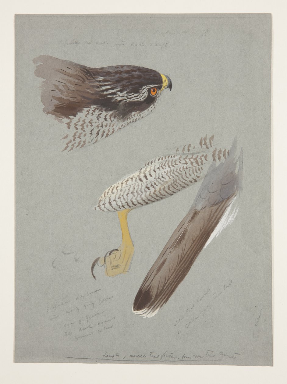 Studien von Kopf, Fuß und Flügel eines männlichen Habichts, ca. 1915 von Archibald Thorburn