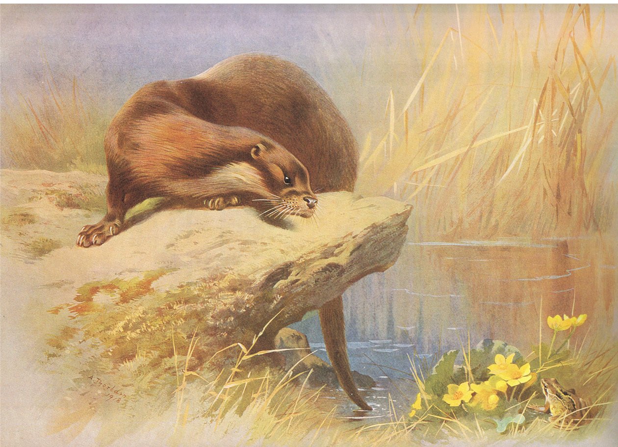 Der Otter, aus Thorburns Säugetiere, veröffentlicht von Longmans and Co, ca. 1920 von Archibald Thorburn