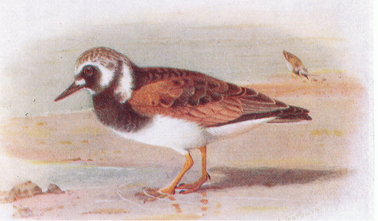 Steinwälzer, aus Vögel der Britischen Inseln und ihre Eier, veröffentlicht von Frederick Warne & Co Ltd, 1958 von Archibald Thorburn