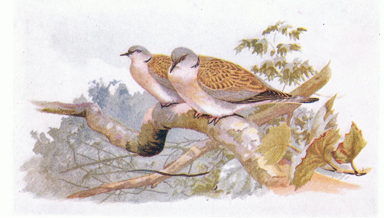 Turteltaube, aus Vögel der Britischen Inseln und ihre Eier, veröffentlicht von Frederick Warne & Co Ltd, 1958 von Archibald Thorburn