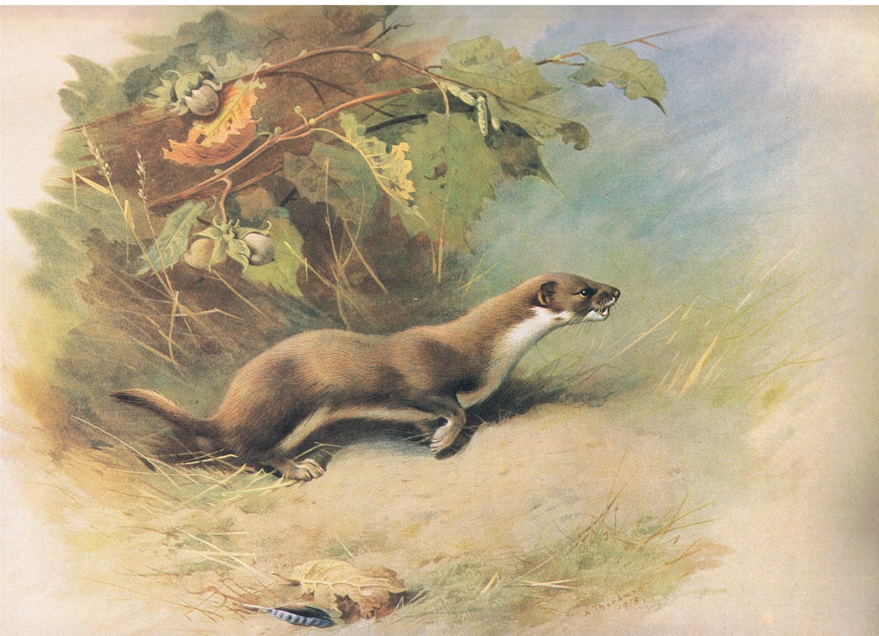 Wiesel, aus Thorburns Säugetiere, veröffentlicht von Longmans and Co, ca. 1920 von Archibald Thorburn