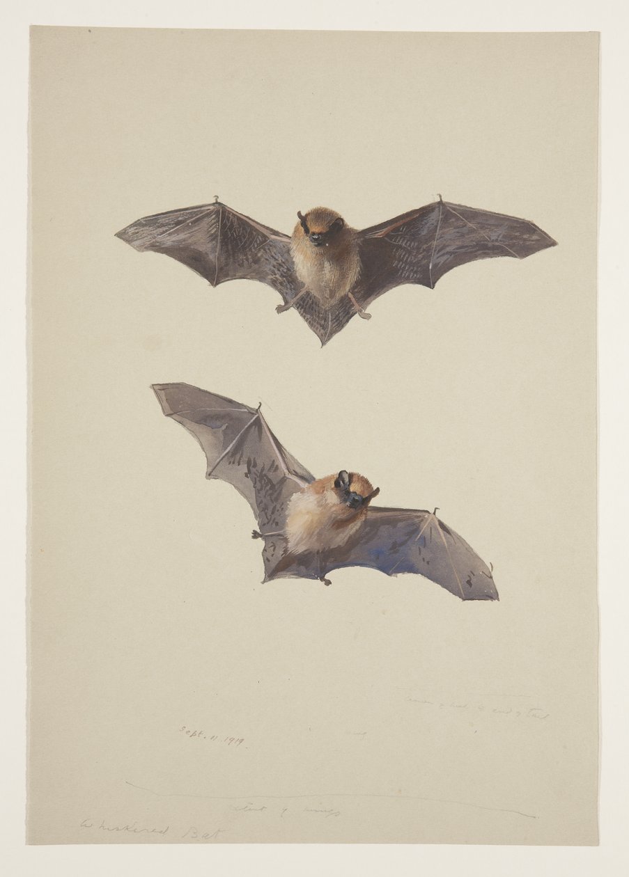 Bartfledermaus, ca. 1915 von Archibald Thorburn