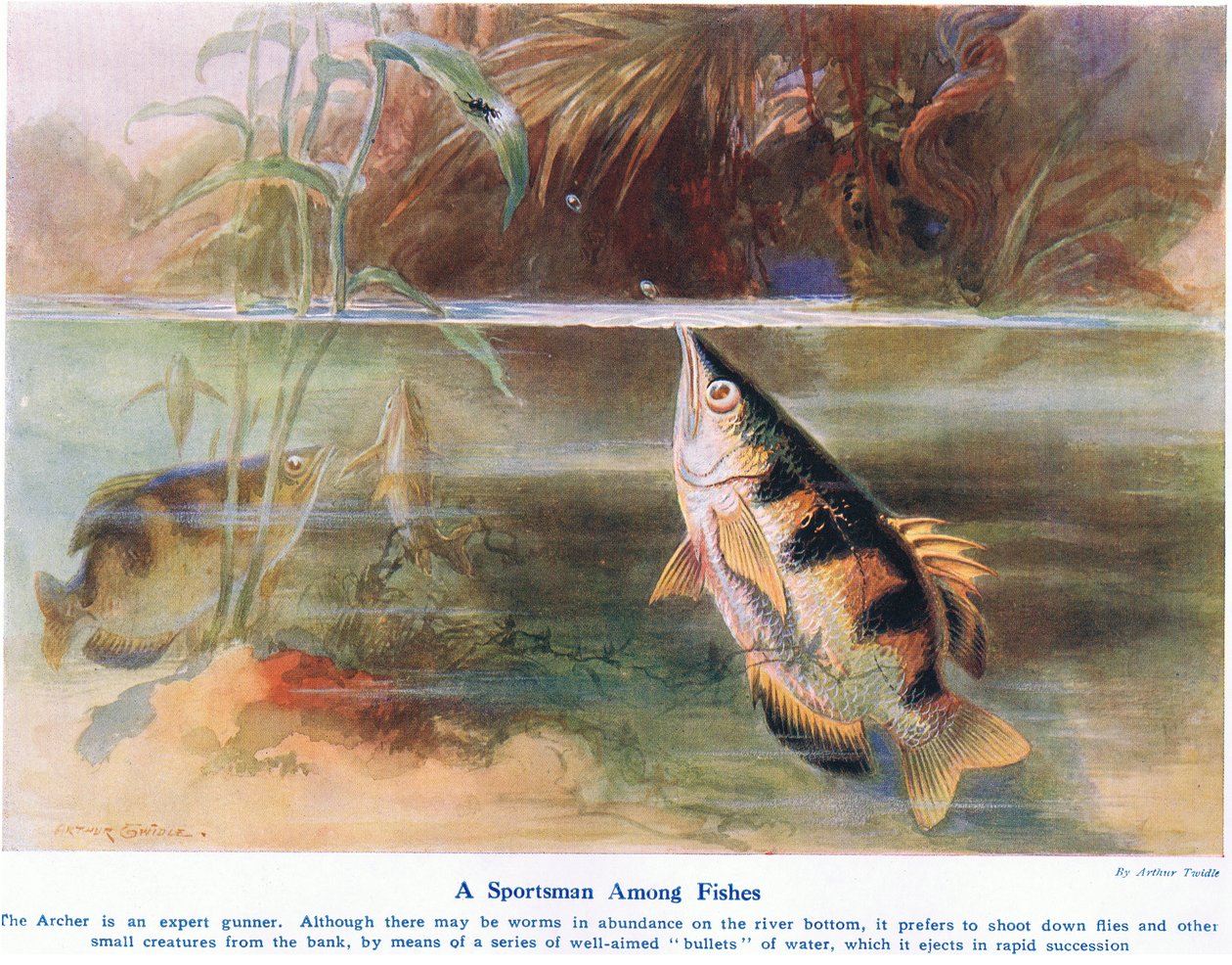 Ein Sportler unter Fischen, Illustration aus 
