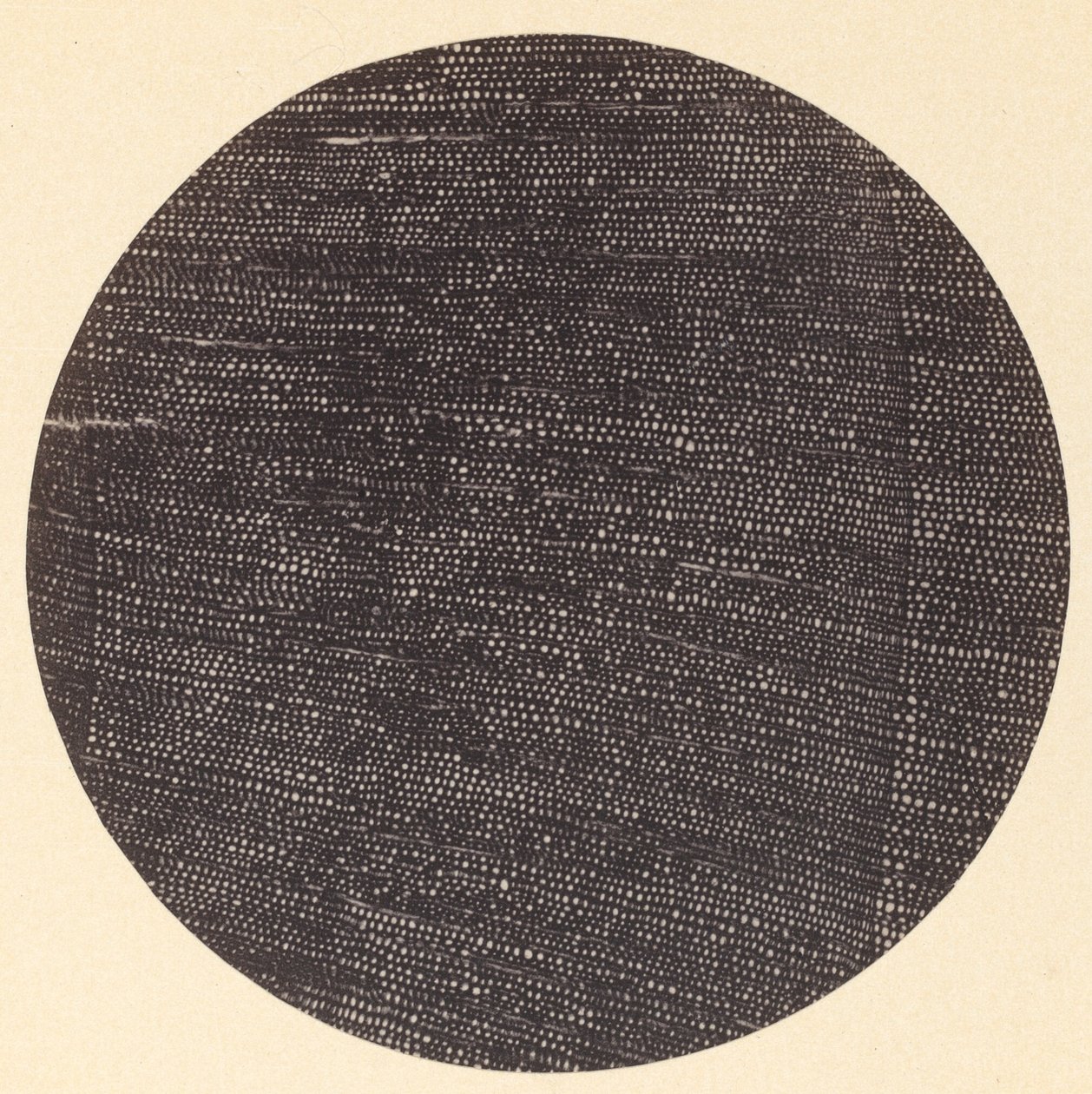 Mikrofotografie eines Querschnitts von Holz Salisburia, 1870er von Arthur Durham