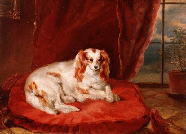 Ein Cavalier King Charles Spaniel auf einem roten Kissen liegend von Arthur J. Stark