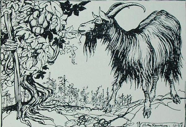 Die Ziege und der Weinstock, Illustration aus 