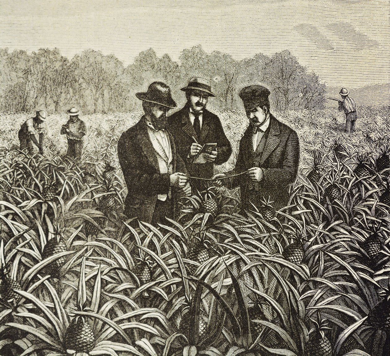 England (19. Jahrhundert). Kolonisation (1880). Ananasanbau auf den Bahamas. Englische Kolonie auf der Insel New Providence. Ananas waren eines der Exportprodukte aus dem Hafen von Nassau, dem wichtigsten. Gravur. Private Sammlung von Artist Unknown