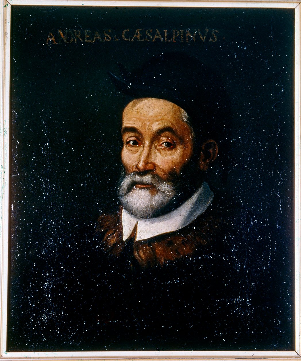 Porträt von Andrea Cesalpino von Artist Unknown