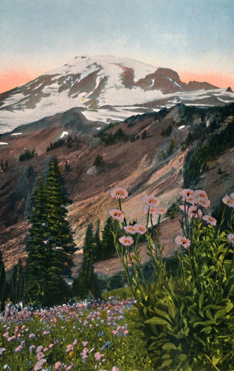 Lila Astern, im Mount Rainier Nationalpark, um 1916 von Asahel Curtis