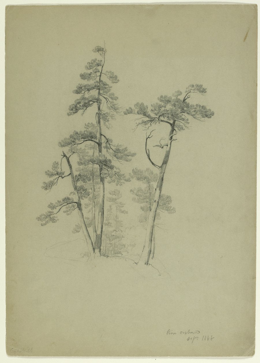 Studie von Bäumen, Pine Orchard, Catskill, New York, 1848 (Graphit auf graugrünem Papier) von Asher Brown Durand