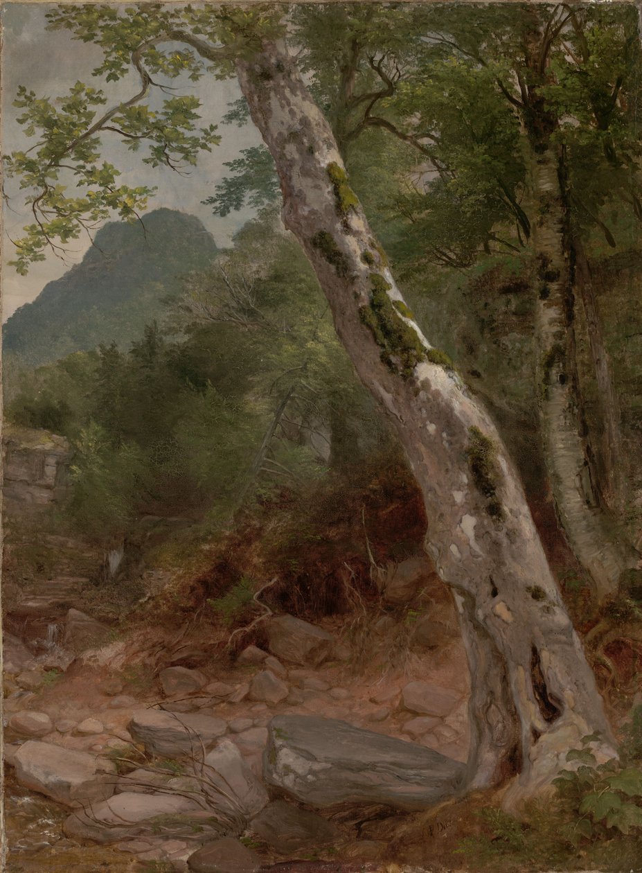 Ein Sycamore-Baum, Plaaterkill Clove (Der Sycamore, Kaaterskill Clove) von Asher Brown Durand