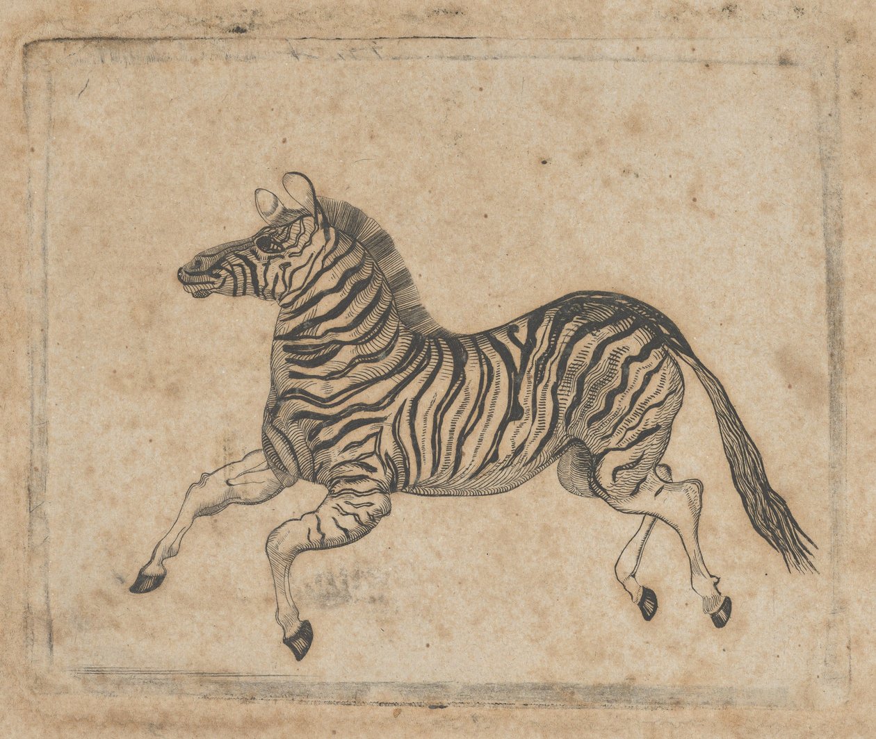 Banknoten-Vignette mit einem Zebra, ca. 1824-37 von Asher Brown Durand.