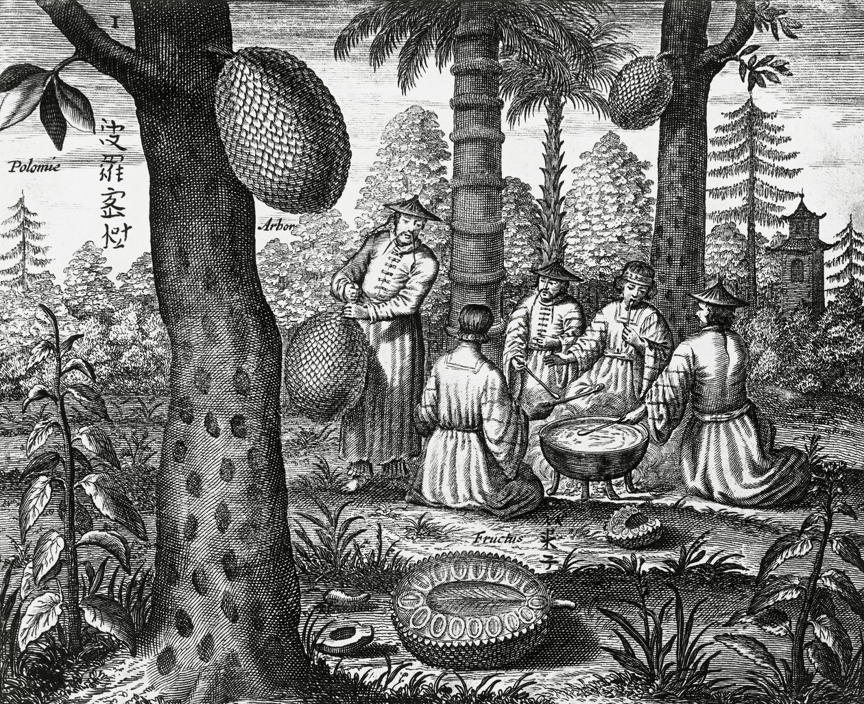 Chinesische Früchte (Arbor polomie, chinesische Papaya), Gravur aus China Denkmäler von Athanasius Kircher