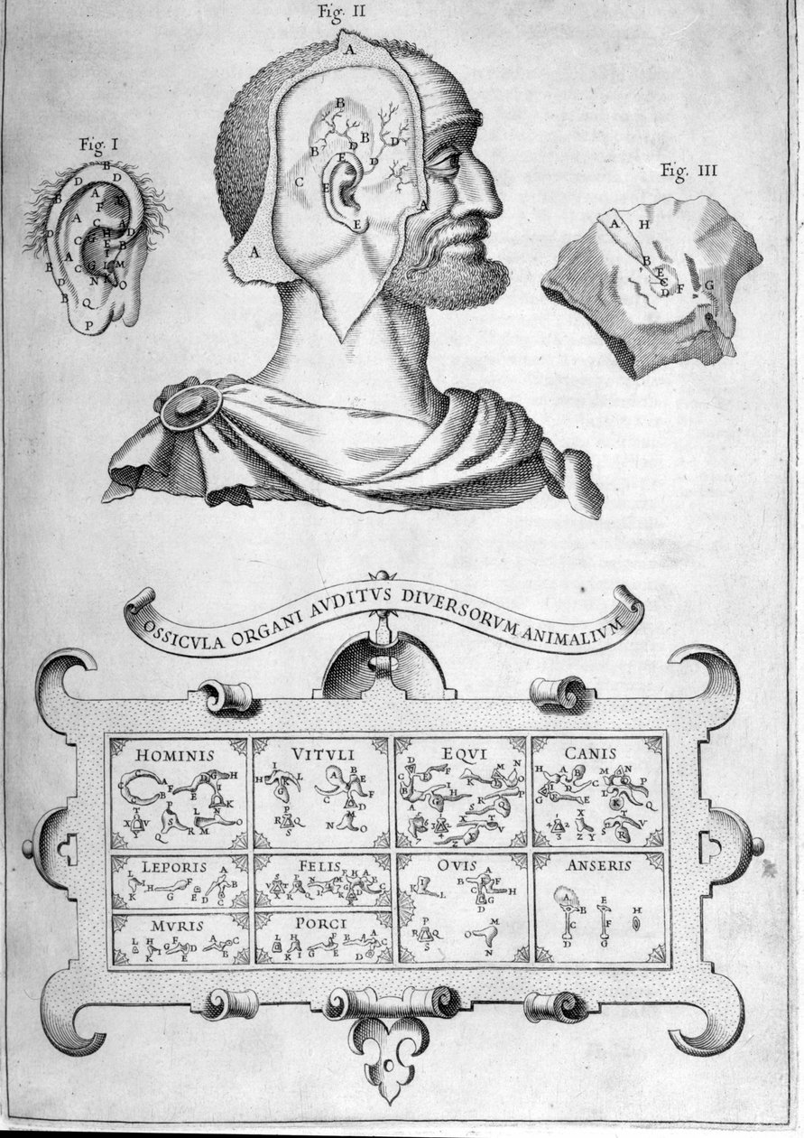 Menschliches Gehör und andere Tierarten - Aus „Musurgia Universalis“ von Athanasius Kircher, Rom 1600 von Athanasius Kircher